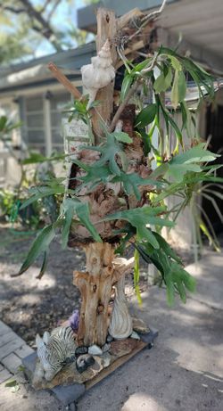 Staghorn Fern Mounted on Driftwood Sculpture