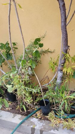 Challa  tree 7ft