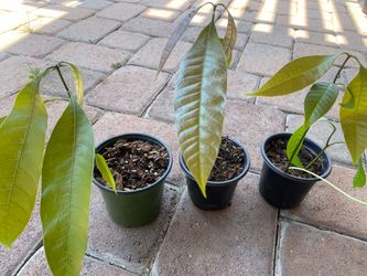 Mango plants