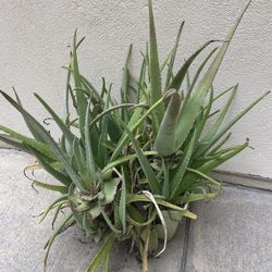 Aloevera Plant