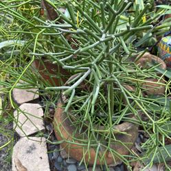 Large Succulent Pencil Plant