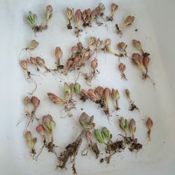 50 Kalanchoe Rooted Rossettes $6 -Ship $3.50