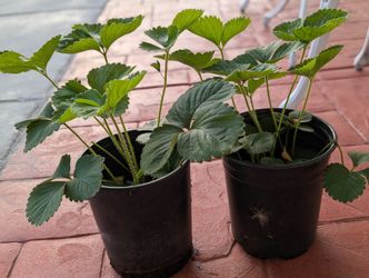 Very Healthy Strawberry Plants 