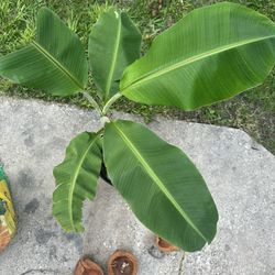 Banana Plant 