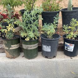 Ruda Plant 