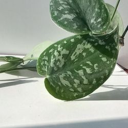 Wide Leaf Silver Satin Pothos Plant/ House Plant/ Indoor Plant