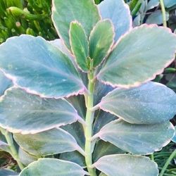 Kalanchoe Fedtschenkoi Variegated Lavender Scallops Succulents 🪷🌿
