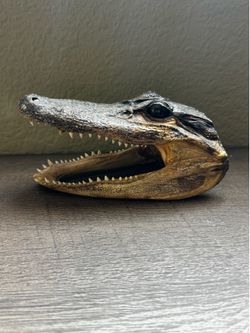 Alligator head taxidermy