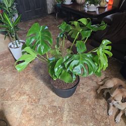 Lovely 3ft Tall Monstera Plant In New 12in Wide Composite Pot
