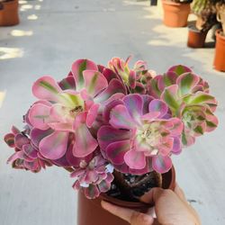 Aeonium Pink Witch Variegated Rose 🌹 Imported