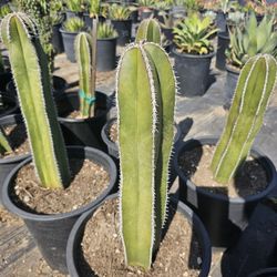 Mexican Post Cactus 