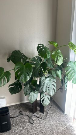 Large Monstera Deliciosa Live Plant