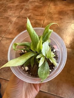 Philodendron Golden Wizard