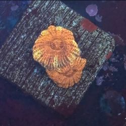 Ironman Acan Display Decor Bright Color