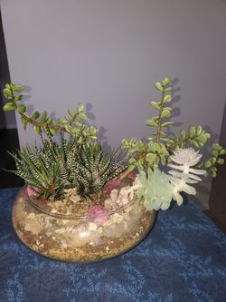 Succulent Plant Terrarium