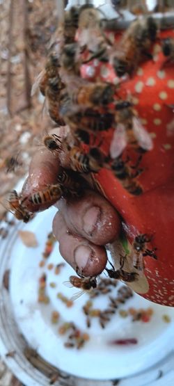 HUNNY BEE HANDLER.