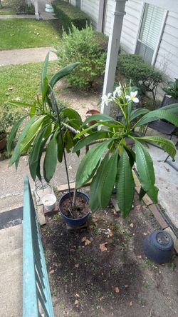 Plant