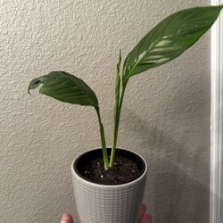Tropical Indoor Plant — Peace Lily
