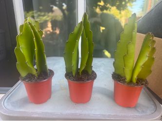 Dragon 🐉 plant