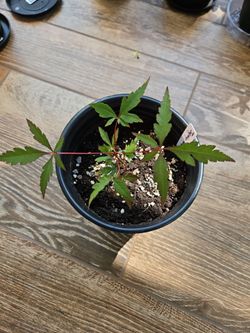 Japanese Weeping Red Maple "Red Draggon"