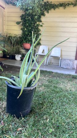 Plantas de sábila en venta