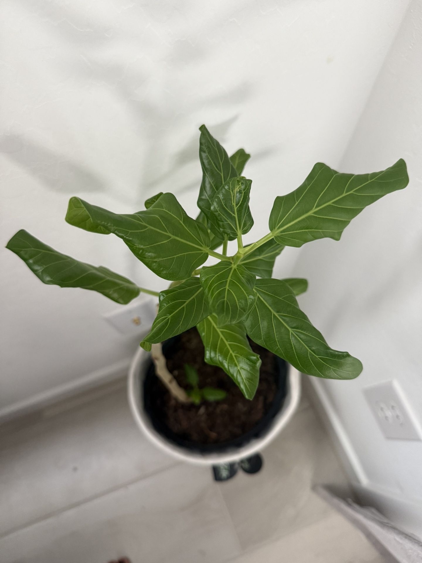 Aubrey Ficus Indoor Plant