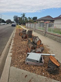 Free wood/ free logs/ fire wood/ camping / bonefire