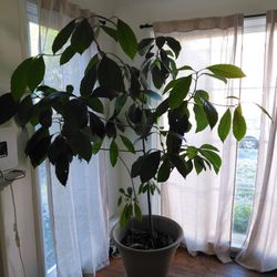 Avocado Tree