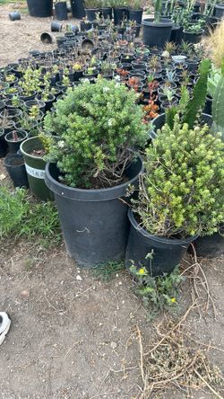 Coastal Rosemary