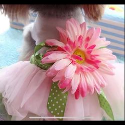 Cute Dog Cupcake Dress Princess Dress Flowers Pearls Comfortable Dog Dress Skirt Pink Lace Designs Puppy Dog Accessories