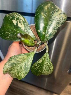 Hoya Obovata Silver Splash