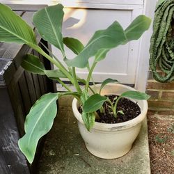 Banana Plant