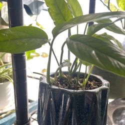 Baltic Blue Pothos Live Plant 