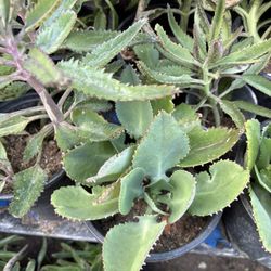 Kalanchoe O Madre De Miles