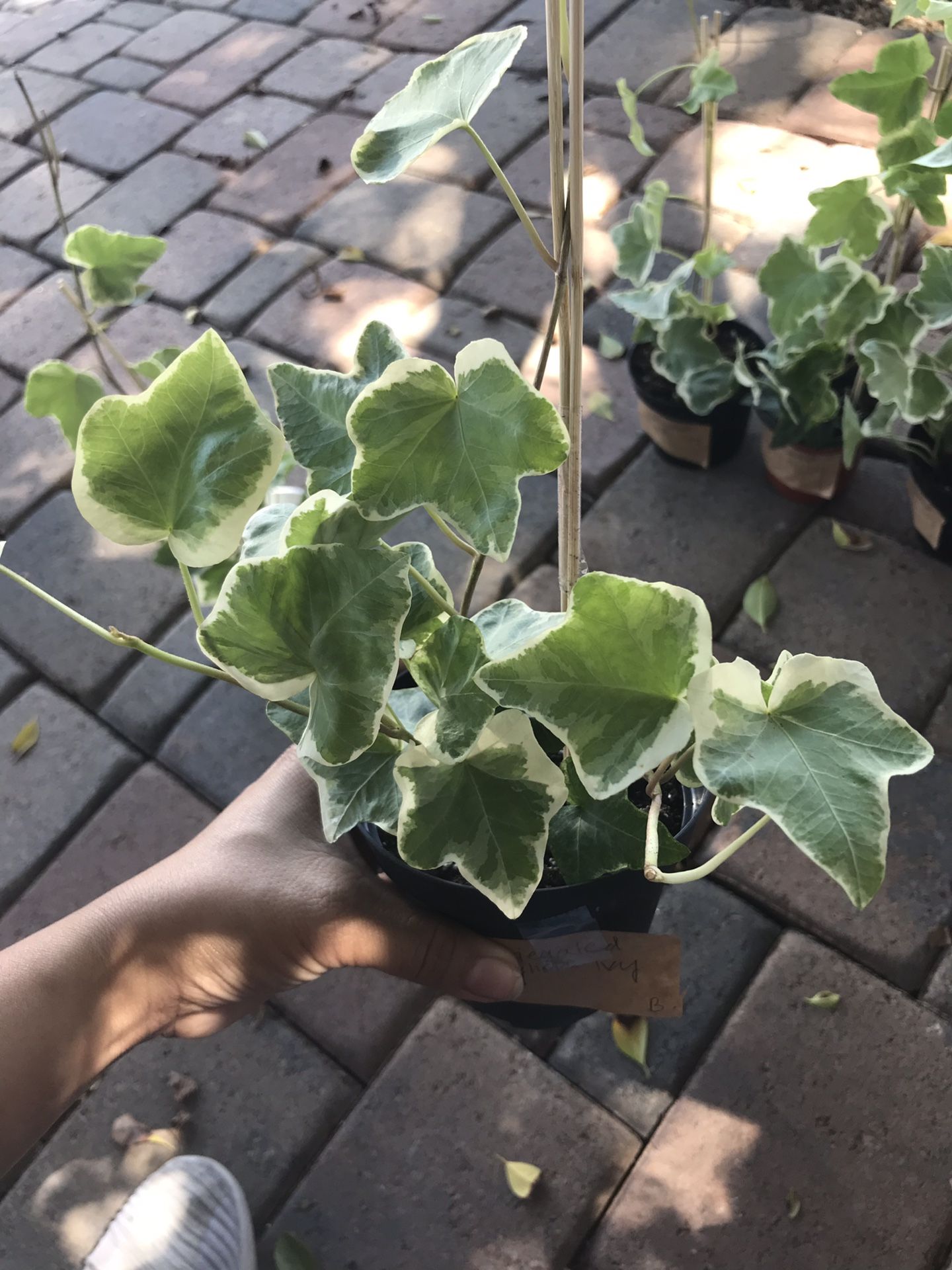 Variegated English ivy house plant