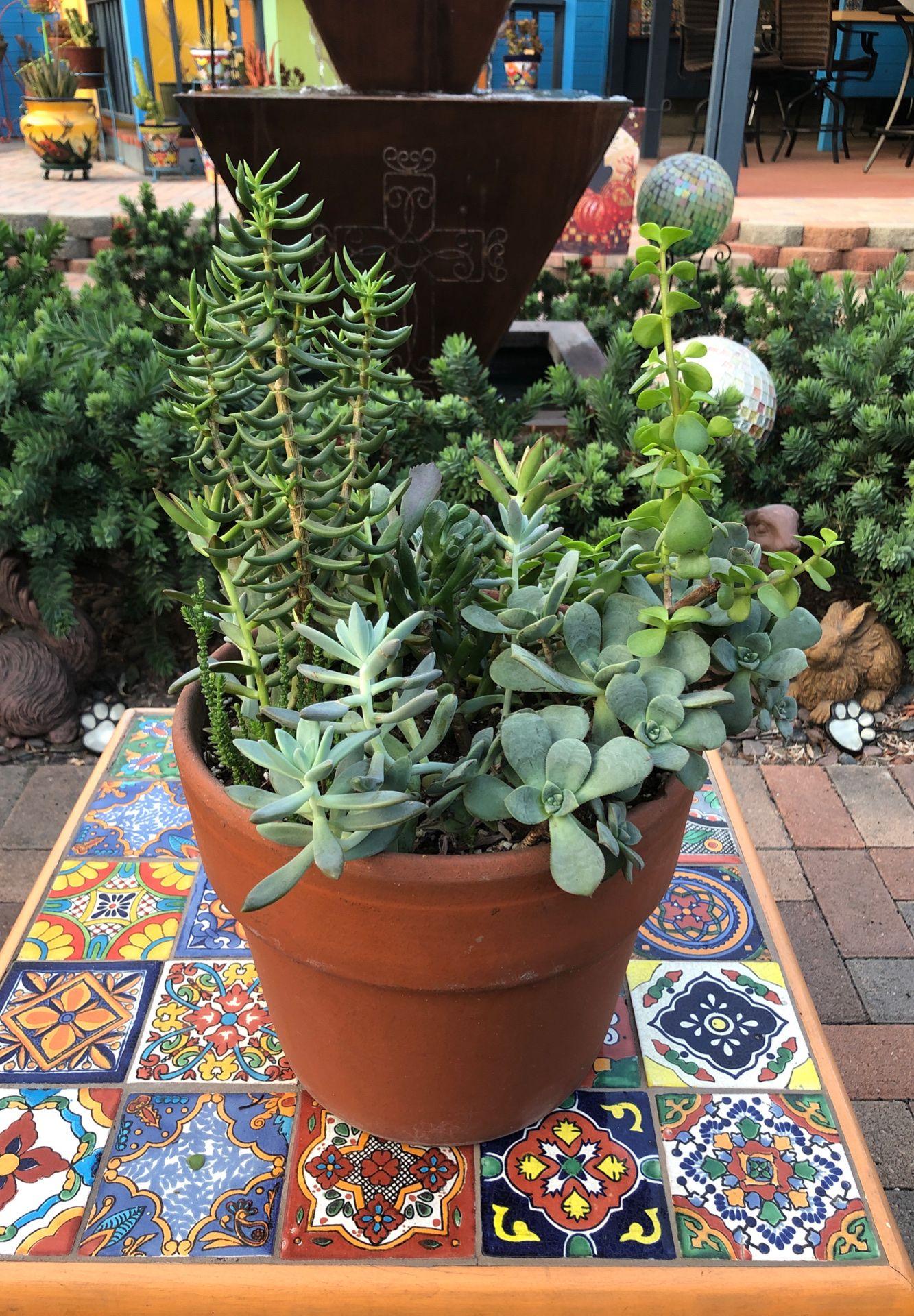 A variety of succulent plants in a terra-cotta pot