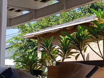 Multi ruby red plumeria trees