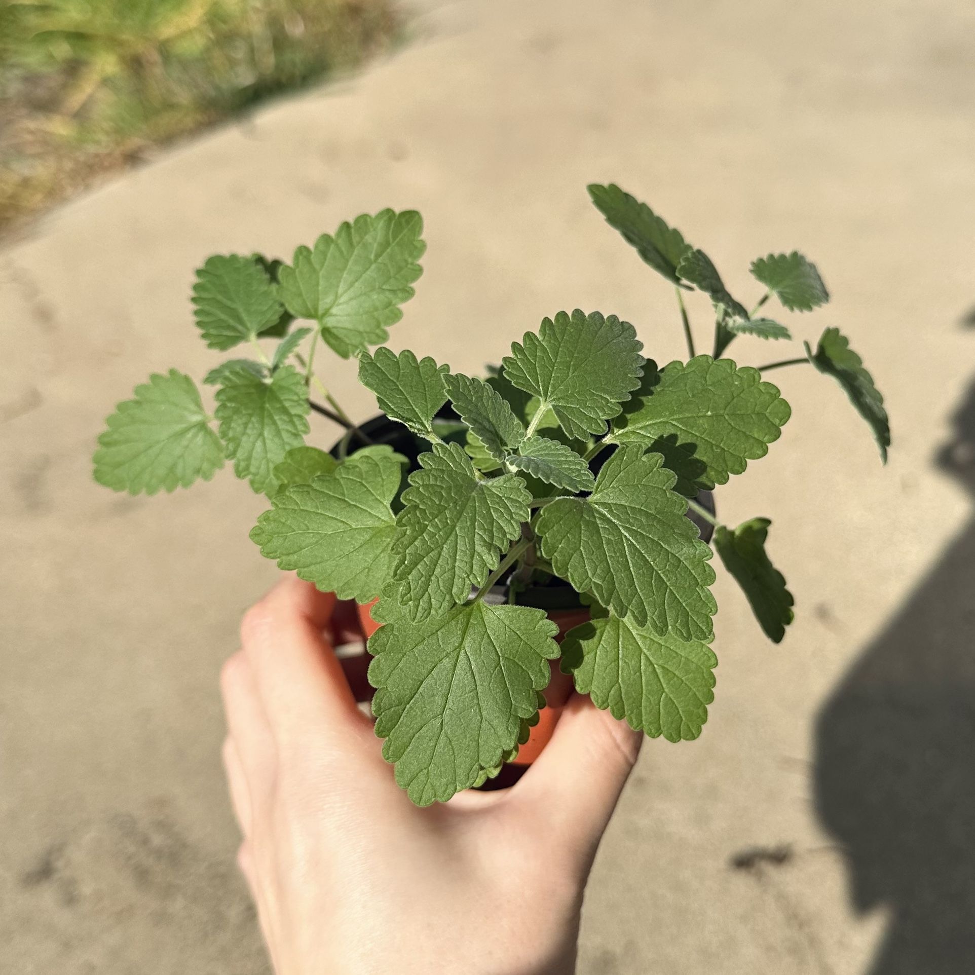Organic Catnip Live Plant Pot