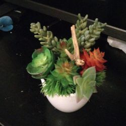 small arrangement of succulents