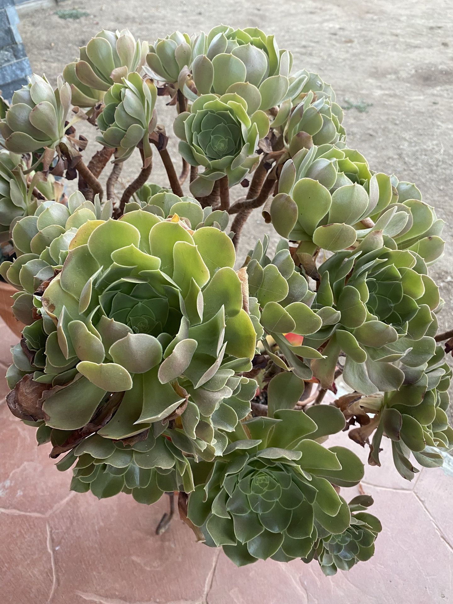 Succulent