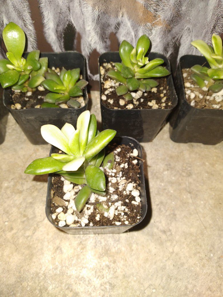 2 inch Succulents 5 For 7$