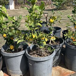 Fruiting Eureka Lemon Trees 15 Gal