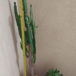 Euphorbia   and Succulent