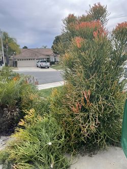 Fire Stick Plant Clippings