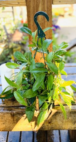 Live indoor Hoya Pink Silver Publicalyx (Wax) plant in a hanging plastic planter pot—firm price