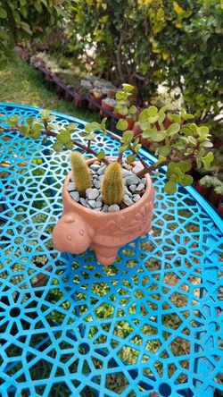 Ceramic pot cactus