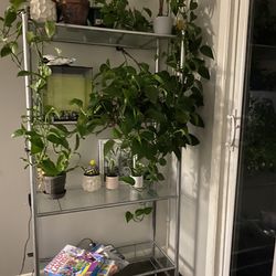 plants & glass shelf