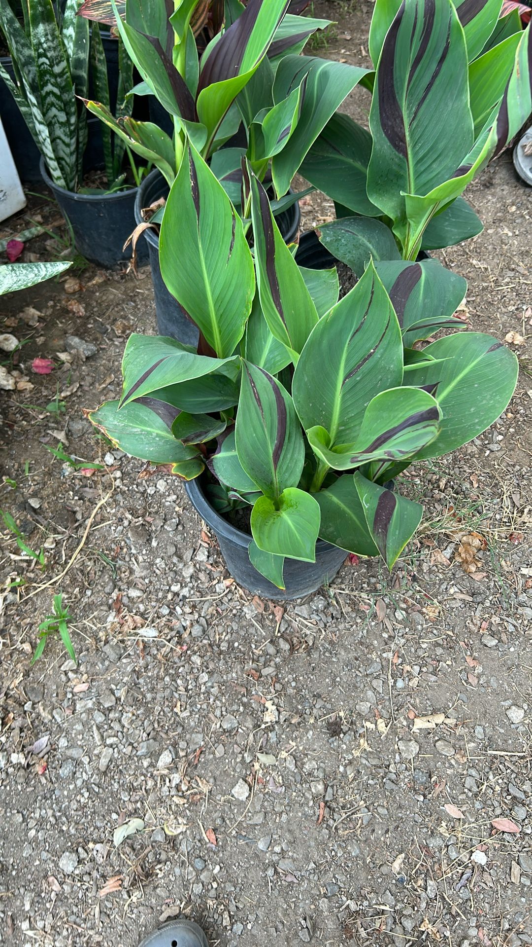 Canna Lily