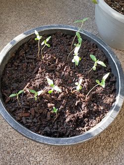 Plants/Flower