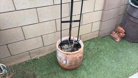 Pot free